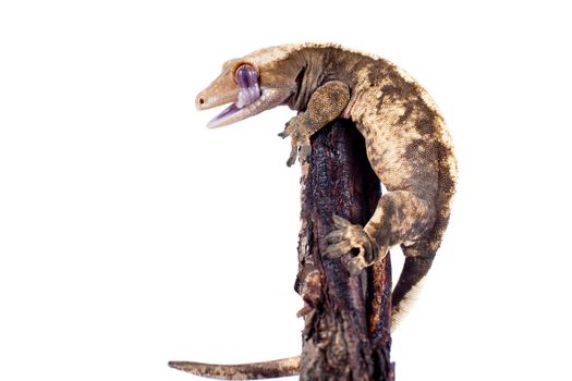 New Caledonian crested gecko, Rhacodactylus ciliatus, isolated on white