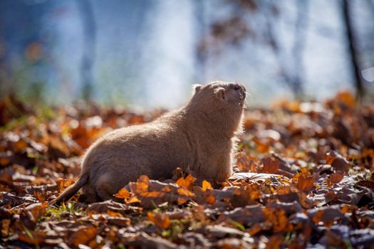 The bobak marmot in autumn park, Marmota bobak, or steppe marmot