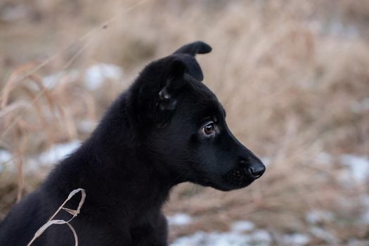 3 month old east-european shepherd dog in the field