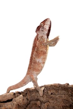 The Oustalet's or Malagasy giant chameleon, Furcifer oustaleti, female isolated on white