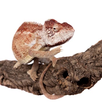 The Oustalet's or Malagasy giant chameleon, Furcifer oustaleti, female isolated on white