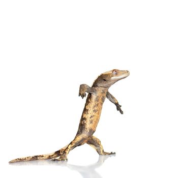 New Caledonian crested gecko, Rhacodactylus ciliatus, isolated on white