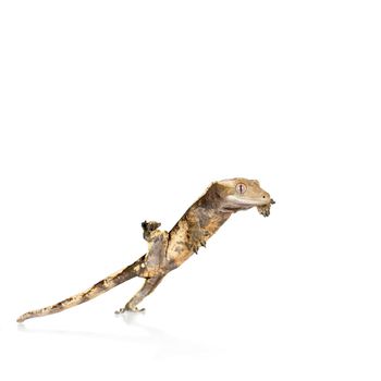 New Caledonian crested gecko, Rhacodactylus ciliatus, isolated on white