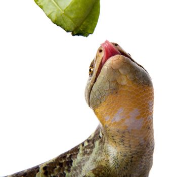 The Solomon Islands skink, Corucia zebrata, on white background