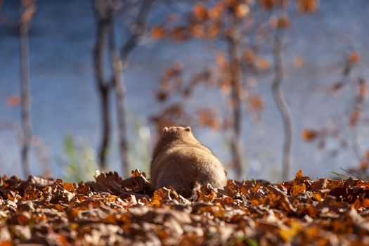 The bobak marmot in autumn park, Marmota bobak, or steppe marmot