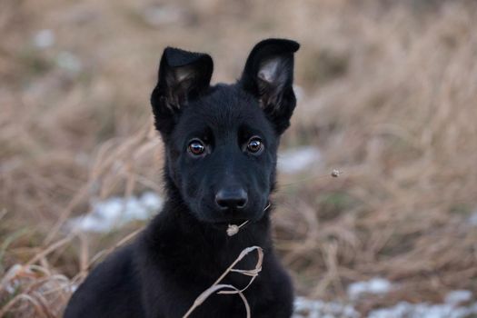 3 month old east-european shepherd dog in the field