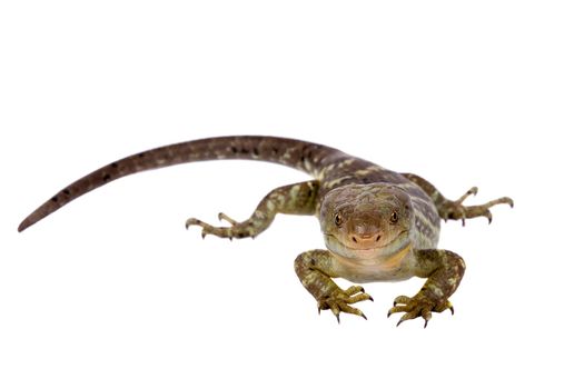 The Solomon Islands skink, Corucia zebrata, on white background