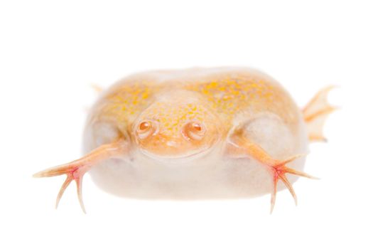 Albino african clawed frog or Xenopus laevis frog isolated on white background