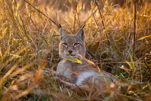 Beautiful Eurasian bobcat, lynx lynx, in autumn field