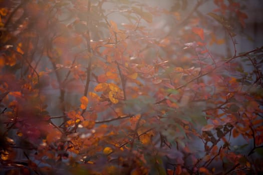 Beautiful dog rose or Rosa canina in sunrise light