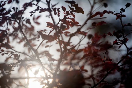 Beautiful dog rose or Rosa canina in sunrise light