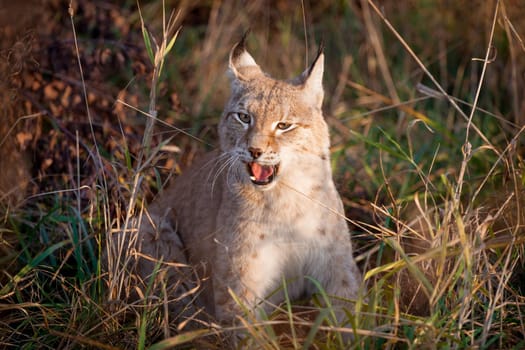 Beautiful Eurasian bobcat, lynx lynx, in autumn field