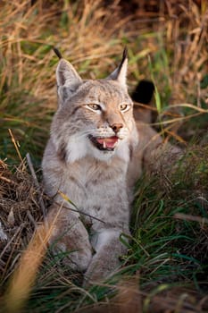 Beautiful Eurasian bobcat, lynx lynx, in autumn field