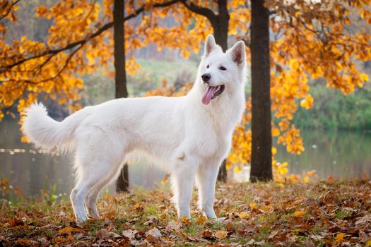 Amazing white swiss shepherd dog in autumn park