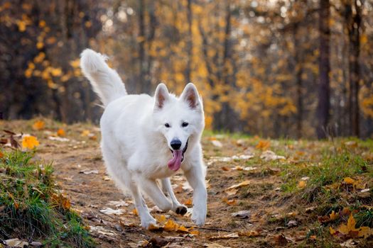 Amazing white swiss shepherd dog in autumn park