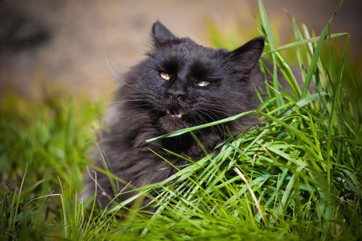 Black Maine Coon cat on green grass in a garden
