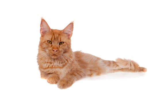 Red Maine Coon cat isolated on white background