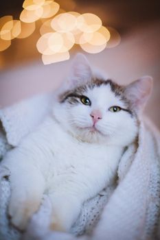 Pretty mixed breed gray cat in christmas or new year's decorations
