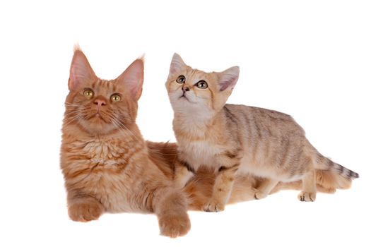 Red Maine Coon cat and Sand dune cat isolated on white background