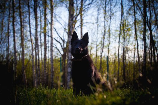 9 month old east-european shepherd dog in the field