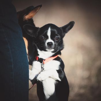 Chihuahua, 5 months old, standing at the beautiful autumn field