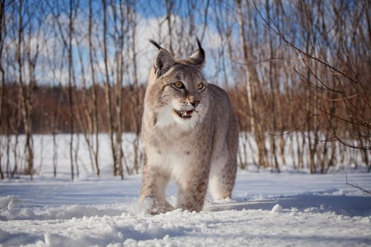 Beautiful Eurasian bobcat, lynx lynx, in winter field