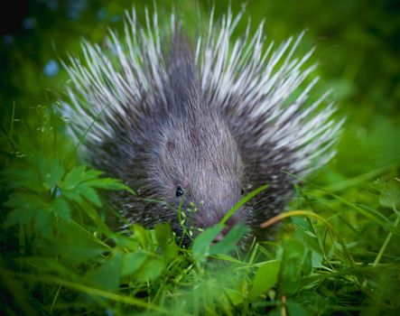 Indian crested Porcupine baby, Hystrix indica, on grass