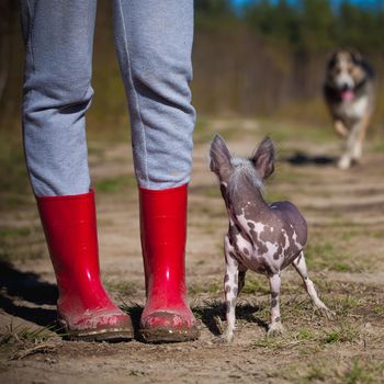 Ugly peruvian hairless and chihuahua mix dog on red moss