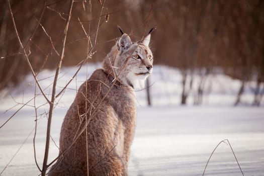 Beautiful Eurasian bobcat, lynx lynx, in winter field