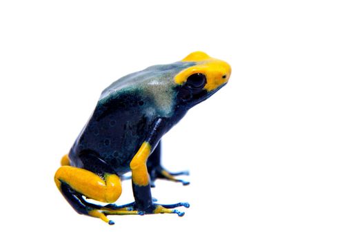 Peacock Dyeing Poison Dart Frogling, Dendrobates tinctorius Tumucumaque, isolated on white background.