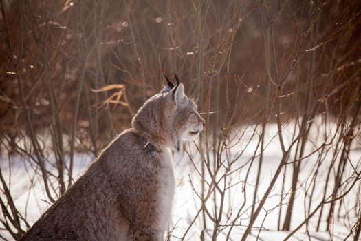 Beautiful Eurasian bobcat, lynx lynx, in winter field