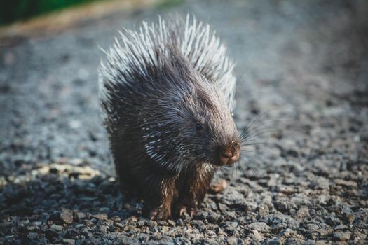 Indian crested Porcupine baby, Hystrix indica, isolated on black background