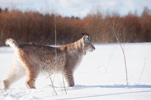 Beautiful Eurasian bobcat, lynx lynx, in winter field