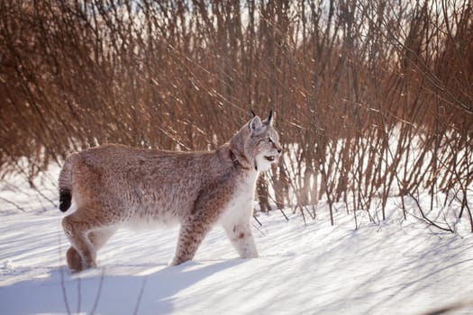 Beautiful Eurasian bobcat, lynx lynx, in winter field