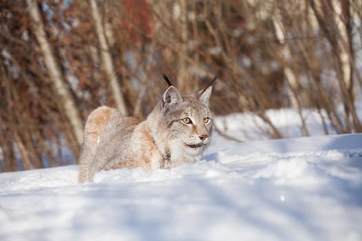 Beautiful Eurasian bobcat, lynx lynx, in winter field