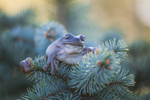 Australian Green Tree Frog, Litoria caerulea, isolated on white background