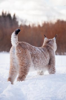 Beautiful Eurasian bobcat, lynx lynx, in winter field