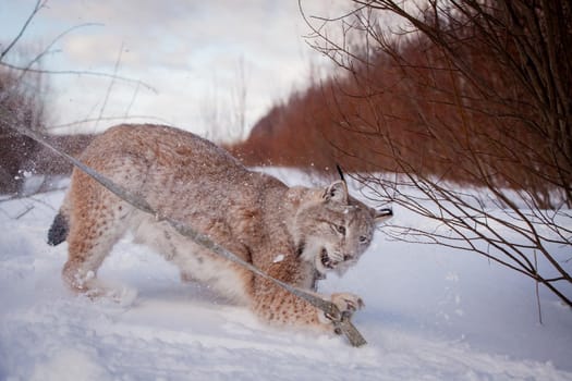 Beautiful Eurasian bobcat, lynx lynx, in winter field