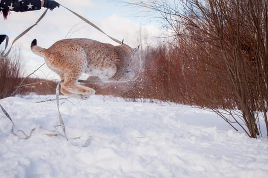 Beautiful Eurasian bobcat, lynx lynx, in winter field