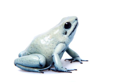 The golden poison frog, Phyllobates terribilis Mint, isolated on white background.