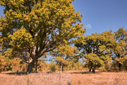 old oaks along the road