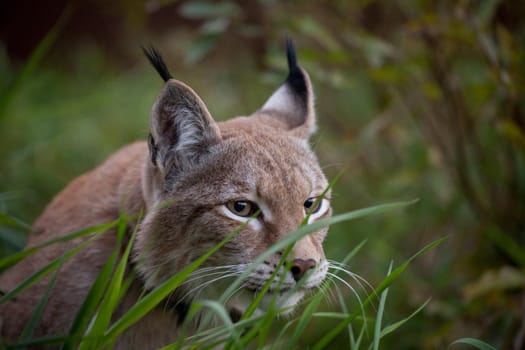 Beautiful Eurasian bobcat, lynx lynx, in summer field