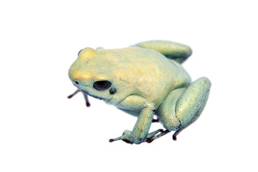 The golden poison frog, Phyllobates terribilis Mint, isolated on white background.