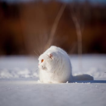 White cottish Fold cat portrait in winter field