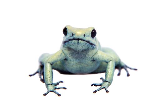 The golden poison frog, Phyllobates terribilis Mint, isolated on white background.