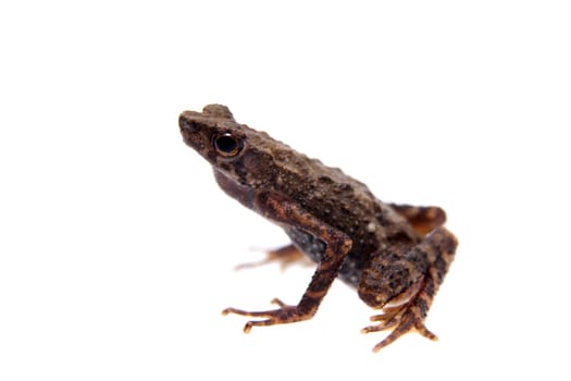 Kinabalu Slender Toad or Ansonia hanitschi on white, isolated on white background