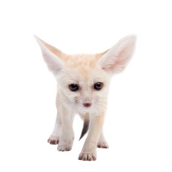 Pretty Fennec fox, Vulpes or Fennecus zerda cub on white background