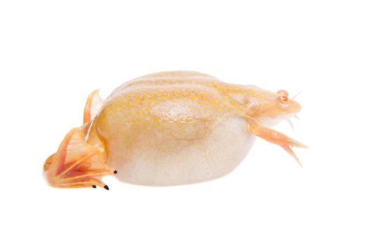 Albino african clawed frog or Xenopus laevis frog isolated on white background