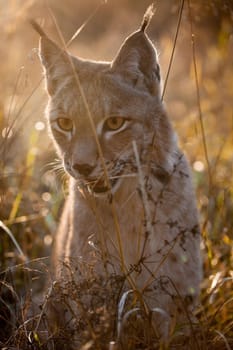 Beautiful Eurasian bobcat, lynx lynx, in autumn field