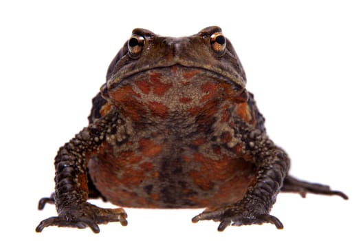 Vietnamese toad, Bufo sp, isolated on white background